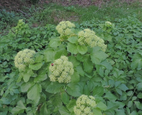 Smyrnium olusatrum L. (Apiaceae)